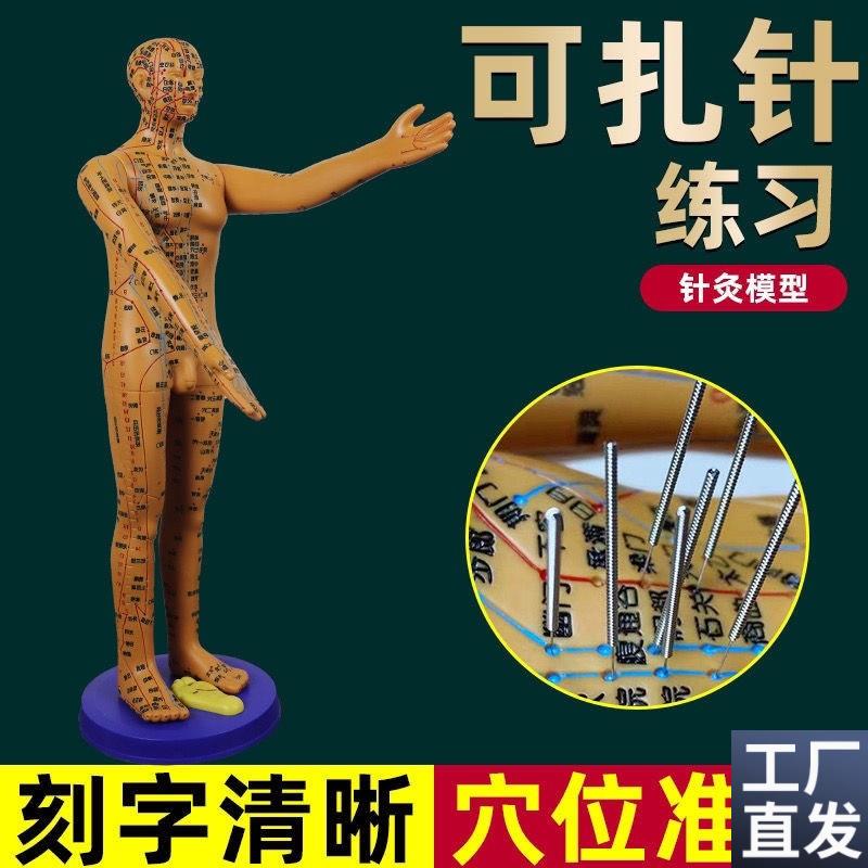 董氏奇穴穴位人体k模型十二经络模特图全身中医针灸教学培训小铜