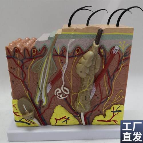 人体50倍皮肤解剖放大模型毛囊皮肤结L构医用教学植发讲解展示