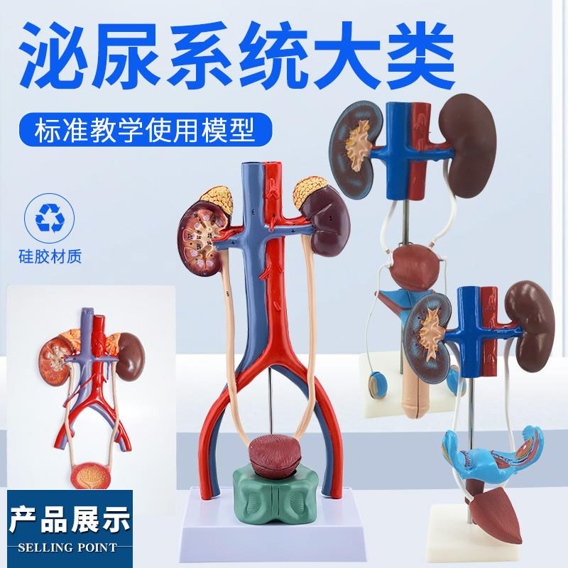 人体泌尿系统模型输尿管膀胱尿道 肾解剖 医学生殖系统模型 立体