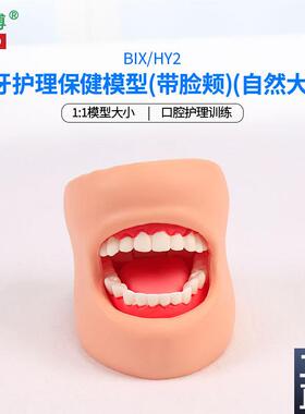 医博BIX-HYf2牙齿保健护理模型带脸颊正常大小1比1牙齿模型口腔护