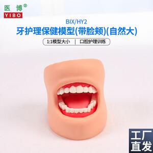 医博BIX-HYf2牙齿保健护理模型带脸颊正常大小1比1牙齿模型口腔护