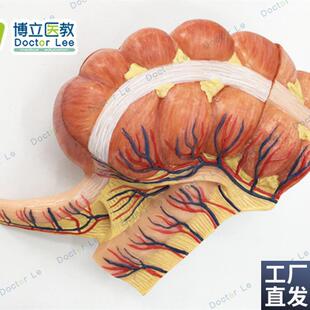 人体医学回盲部解剖模型盲肠阑尾升结回T肠血管淋巴模型