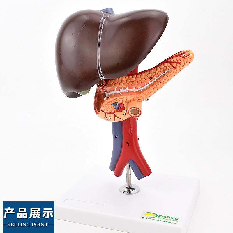 ENOVO颐诺肝胆胰十二指肠解剖腹腔主动脉静脉模型肝脏胰腺腔镜教