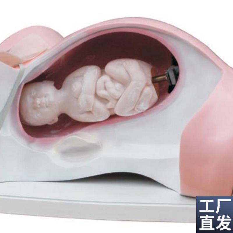 ENOVO颐诺分娩机转模型分女性分娩妇产科教学用U具分娩过程骨盆