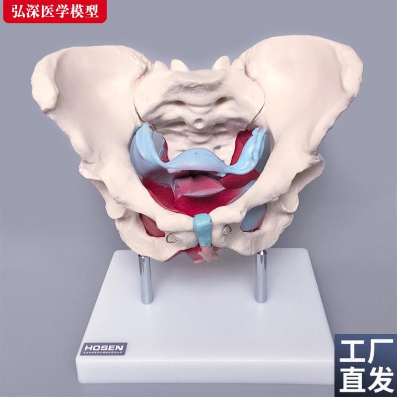 女性骨盆附盆底肌肉模型产后盆骨修复月子子宫妇产科教Y学模具道