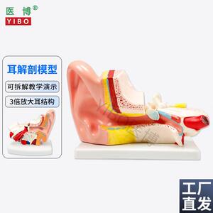 医博人体耳解刨模型耳朵3倍放大模型耳朵结构构U造展示教学模型