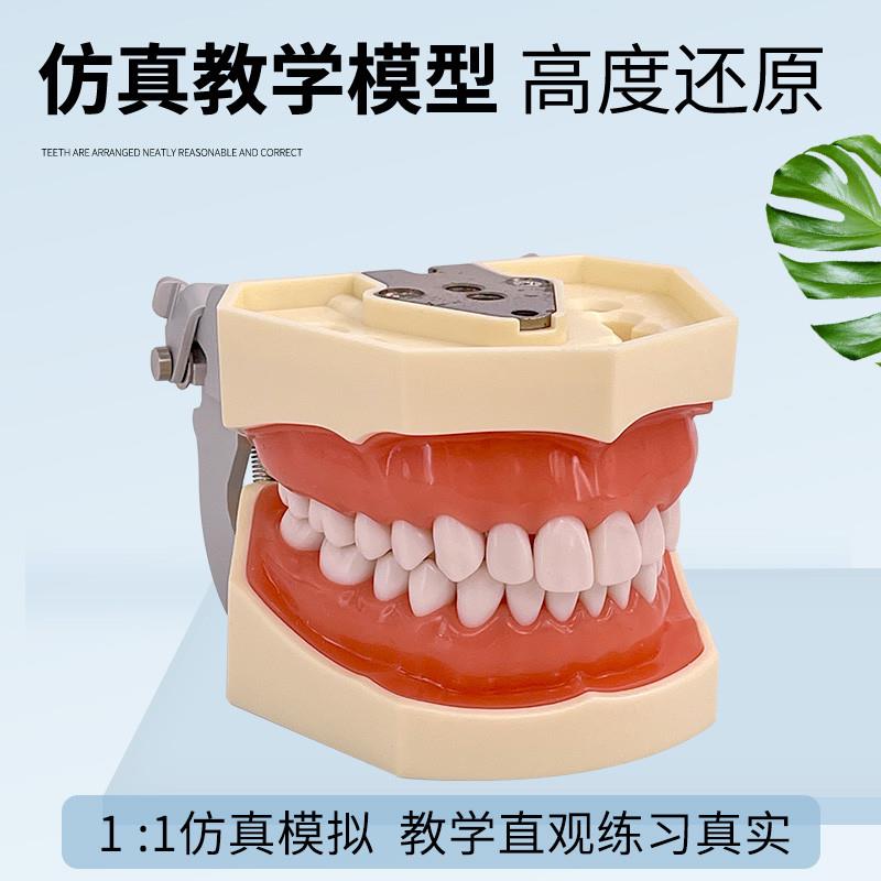 牙齿模型 口腔牙科模具医生练习考试树脂缝可拆卸离体标准假备牙