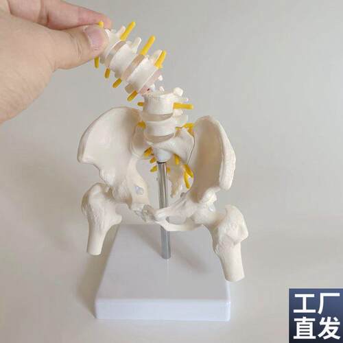 康泰教学模型动态骨盆耻s骨联合骶髂关节家政培训月嫂技能产后康
