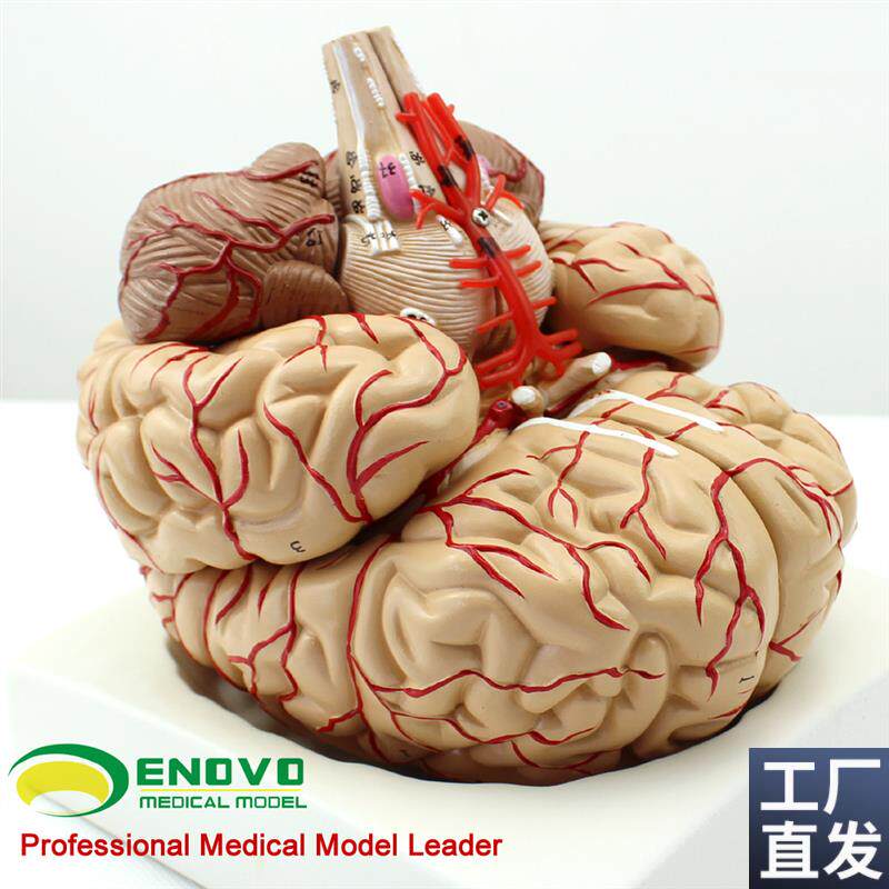 颐诺正品医用人体大n脑解剖模型大脑模型心脑血管动脉脑神经科