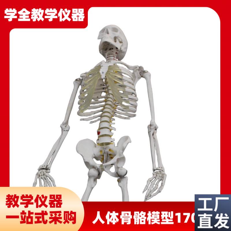 人体骨骼模型(170cm)拆卸医用骨头I全身骨骼小白肌肉解剖模型
