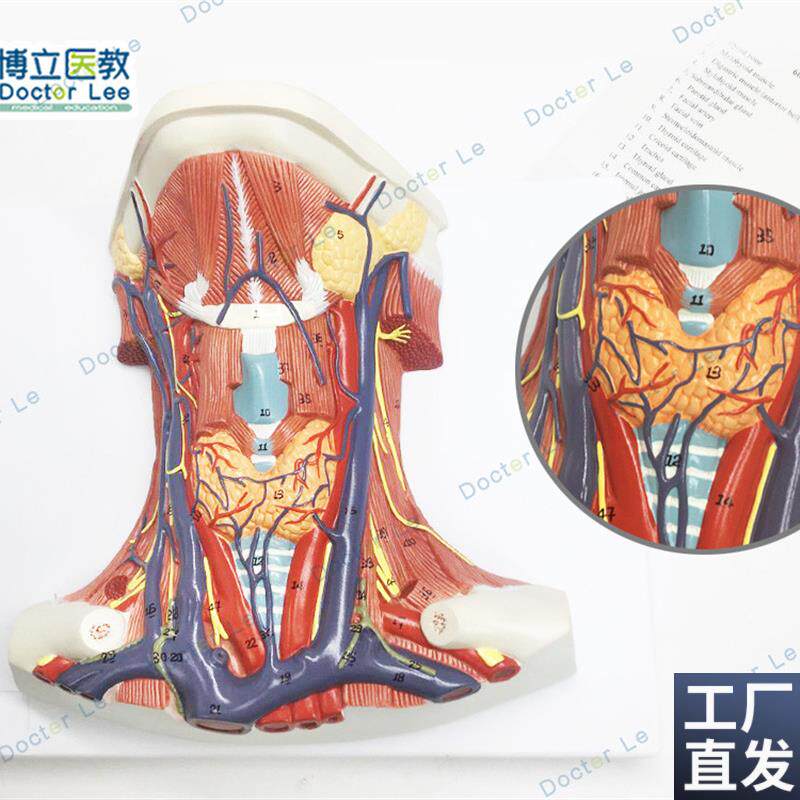 颈部血管神经肌肉解剖模型头A脑颈部血管神经脑模型神经科