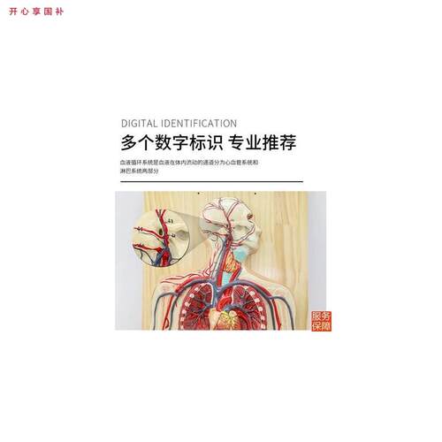 人体血液循环系统模T型人体肺循环心血管介入心脏解剖模型