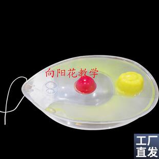 向阳花正c品衣藻模型藻类植物模型厂家直销包邮