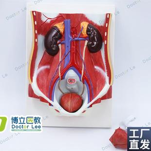 医学人体男女性泌尿系统模A型膀胱腹腔后腹壁肾解剖模型