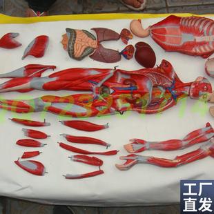 人体全身肌肉m附内脏模型78公分肌肉人模型