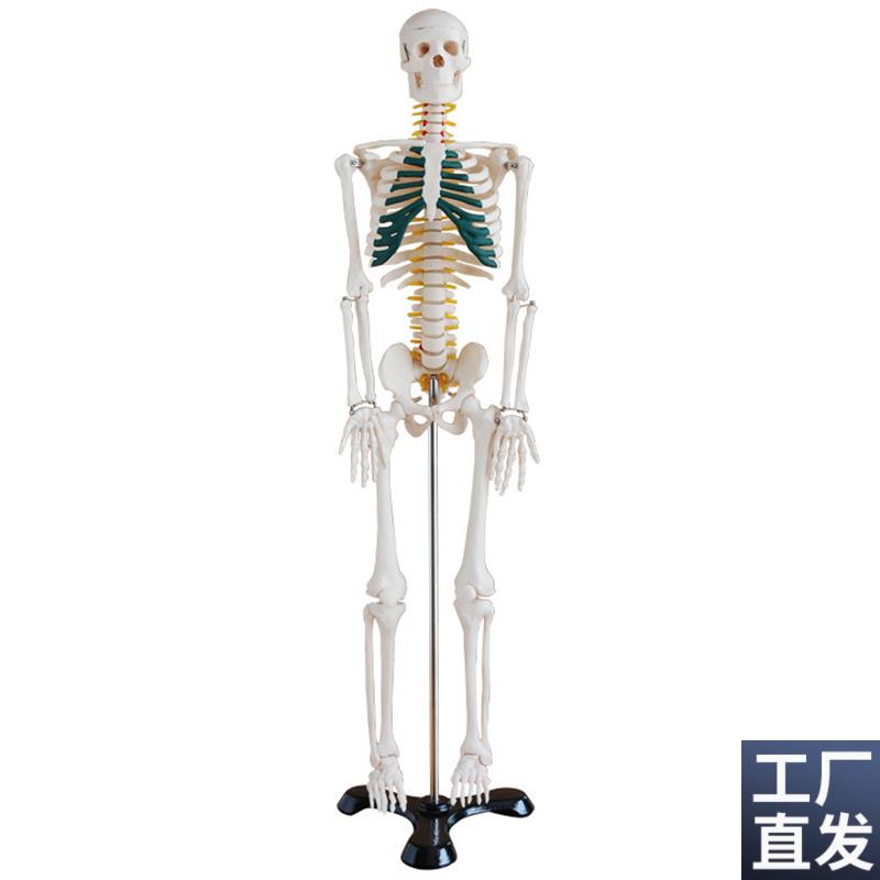 人体骨骼带神经p模型85CM(全身带支架)