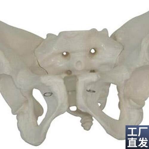 男性骨盆模型骨骼模型q骶骨耻骨结构造关节骨骼教学骨盆模型医学