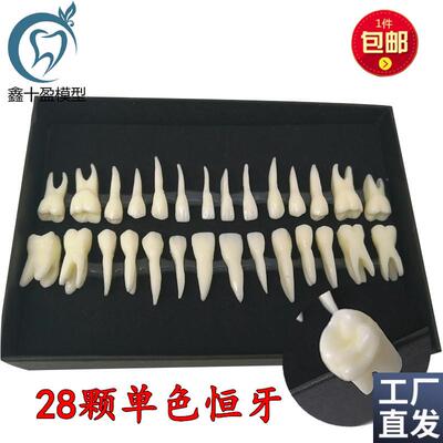 牙科28颗d恒牙牙齿模型带牙根恒牙离体牙模型28颗单色牙齿模型700