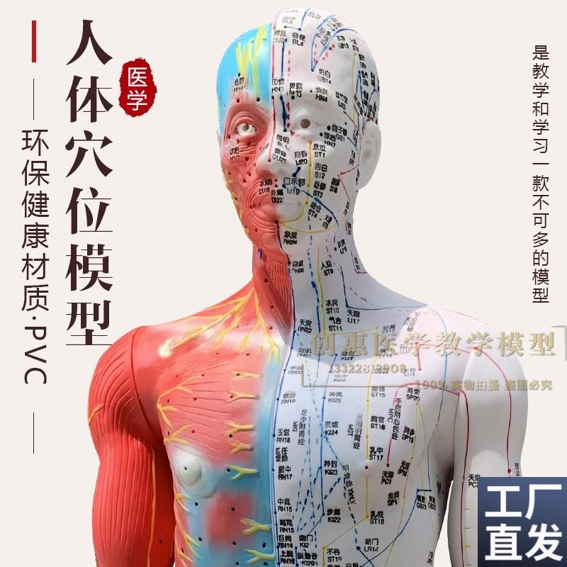 超清刻字针e灸人体穴位模型经络通中医教学美容模特85cm男人模型
