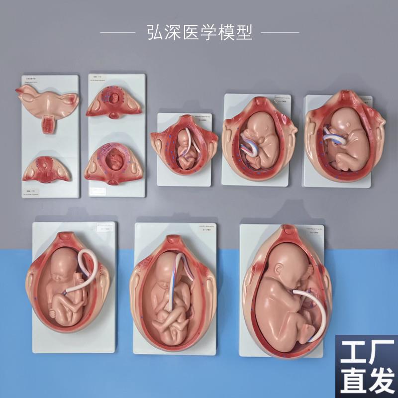 1比1胎儿生长发育过程模型u女性分娩妊娠十月妇幼保健妇产科学模