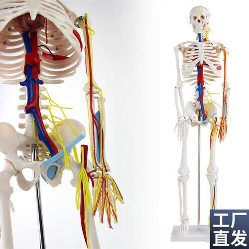 颐诺正品医用85kCM人体骨骼带心脏与血管模型小针刀骨骼模型
