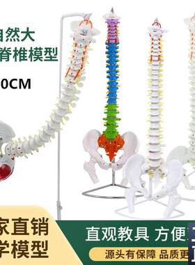 4585cm人体脊椎脊椎模型带A骨盆股骨彩色分区软腰椎脊柱骨骼模型
