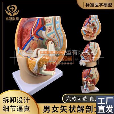 男女性盆腔矢状解剖模型女性生殖泌尿系统模S型男性生殖器解剖