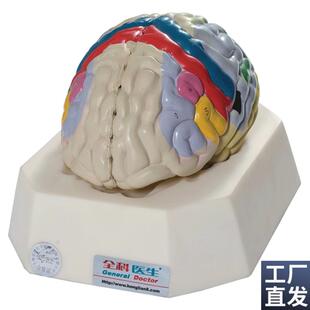 大脑皮质功e能定位模型GD/A18205人体脑部解剖模型教学培训专用