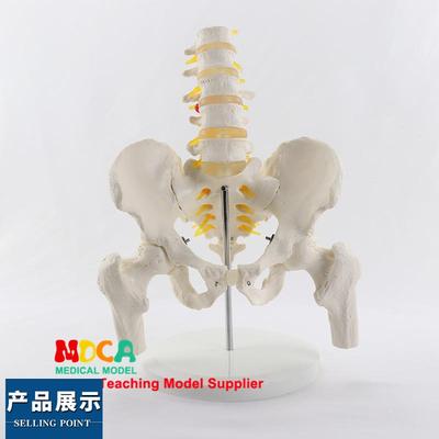 仿真腰椎骨盆带五节腰椎带股骨模型脊柱脊椎医用P盆骨医学MGP007