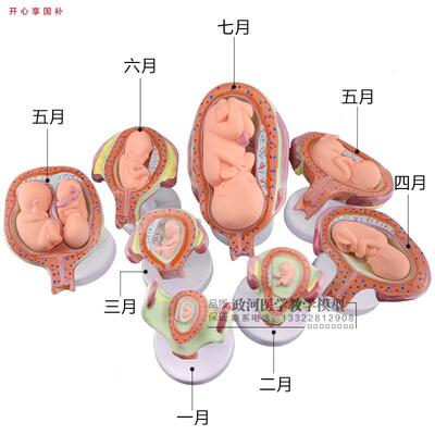 妊娠胚胎发育模型w计划生育模型婴儿胎儿发育过程模型生殖模型