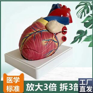 人体心脏模型放大3倍拆3件主动脉瓣二尖瓣仿真塑胶心血Z管医用解