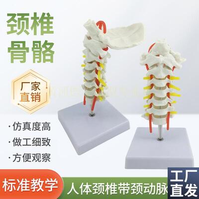 人体颈椎a带颈动脉后枕骨椎间盘与神经模型医学人体颈椎骨骼模型