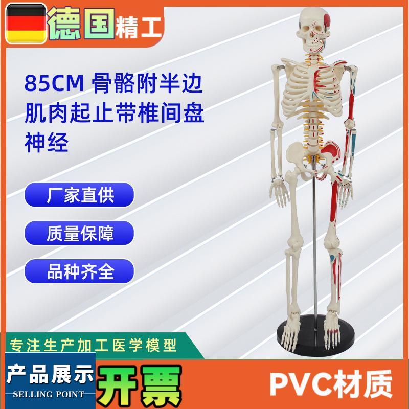85CM附半边肌肉起止带椎间盘神经骨骼模型人体骨骼教学模型