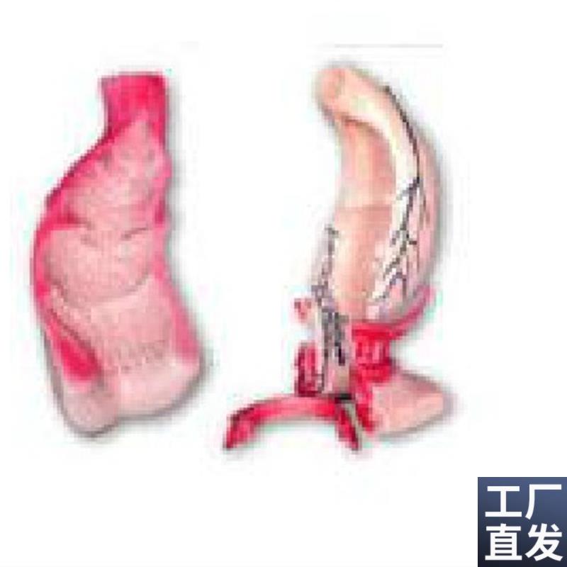 直肠和肛管s模型A12007