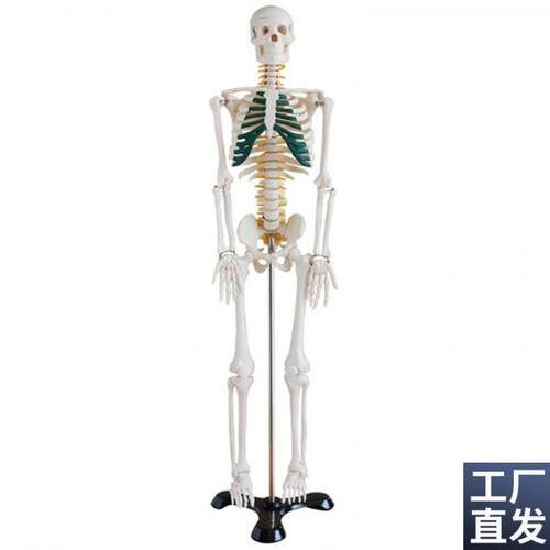 骨骼模型85CM人体全身骨骼模型带神经骨架结构造T展示教学模型骷