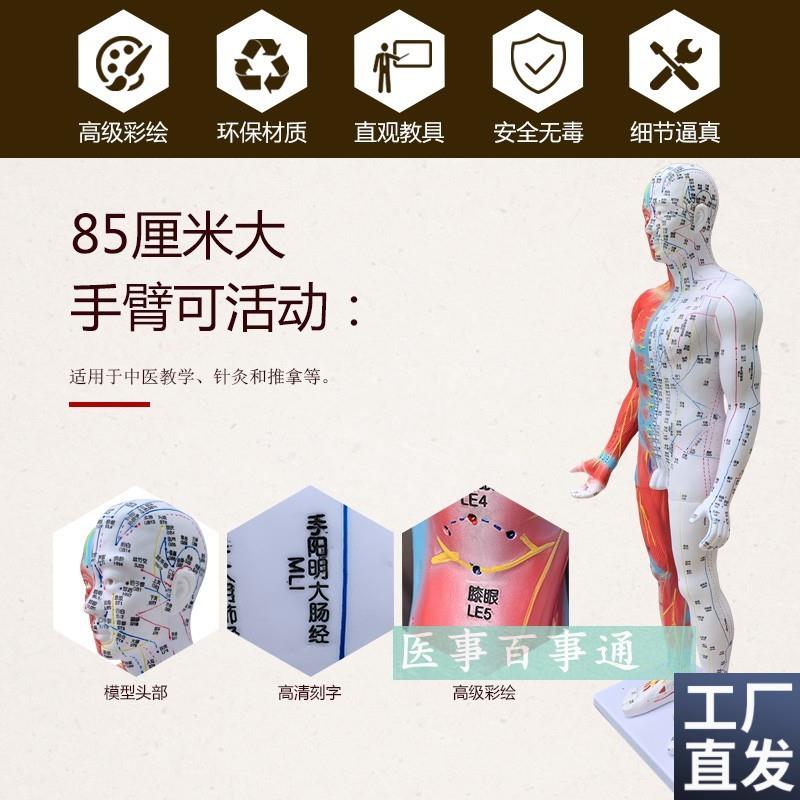 高清85cm针灸穴位经络人体模型模特超清晰中医用S家用教学针灸模