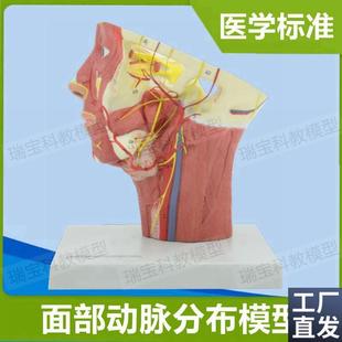 面部动脉分布模型麻p醉解剖教学局部浅层神经静脉微整形美容神经