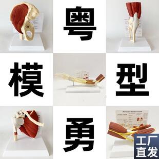 人体关节附肌f肉模型盂肱关节肩锁关节肩峰结构肘膝关节肌肉解剖