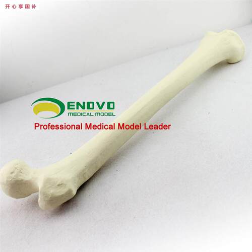 ENOVO颐诺仿真股S骨模型生物力学Sawbone人工皮质骨松质股骨模型