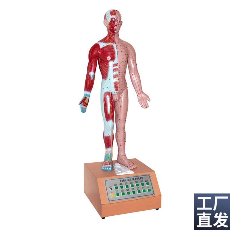 人体中医用电动语音语言提u示十四针灸模型解剖经脉络穴位标本模