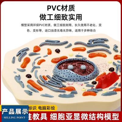 动物细胞亚显微结构放大3d模型标本成品初中高中生物学习演示教具