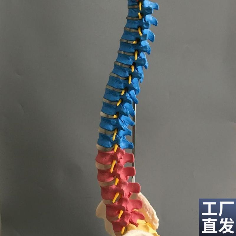医用彩色椎体人i体脊柱模型人体骨骼模型大脊椎成人1:1带胸椎骨盆