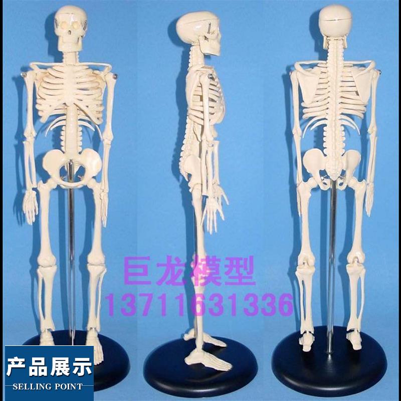 45厘米高 人体骨骼 教学模型 人体解剖模型,人体模型人体骷髅骨架