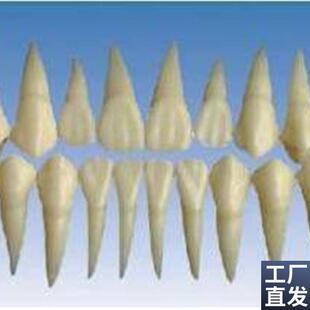 2倍大单色牙粒牙齿模型雕牙指导牙冠牙体解剖学牙Z齿构造模型