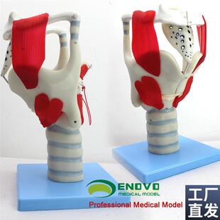 颐诺正品喉结构与功能放大模型耳F鼻喉科五官科喉模型声乐教学