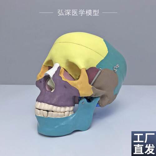 彩色头颅骨模型人体头p部骨骼分区解剖结构可拆活动医学科教学道