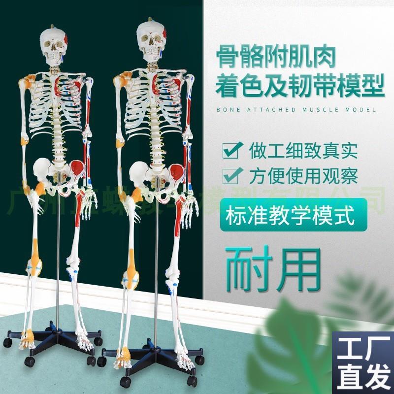 170cm人体骨骼模型骨架肌肉着色韧带成人小白T骷髅全身教学脊椎