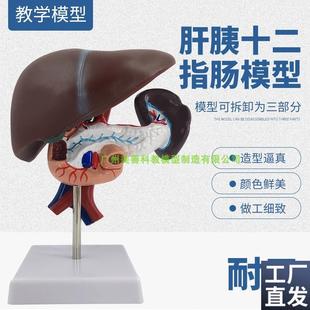 胰肝脾解剖模型,肝胰和十二指肠解剖模型人体模型人.体内脏模型