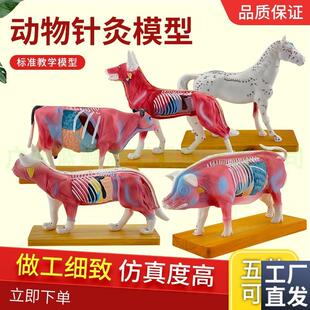 狗体针灸狗体解剖模型动物解剖穴位模型M宠物狗犬兽医教学模型