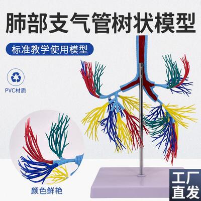 支气管树模型f人体气管支气管树气管左右主支气管肺叶支气模
